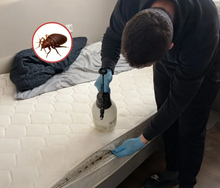 Technicien traitant un matelas contre les punaises de lit à Aincourt
